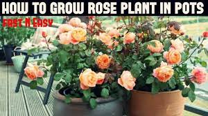 It's surprising how many people think that roses, perhaps because of their beauty, must be hard to grow. How To Grow Rose Plant Fast N Easy Youtube