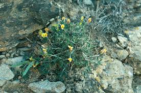 Image result for Argyrolobium rupestre