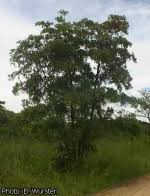 Image result for Terminalia trichopoda