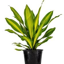 Image result for Dracaena aubryana