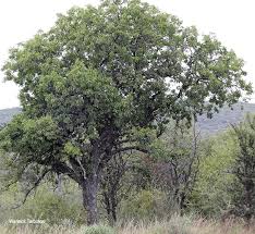 Image result for Schotia brachypetala