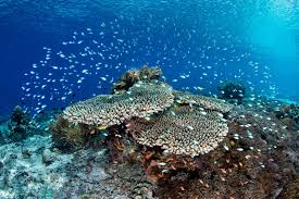 A family owned and operated retail and wholesale fish. Follow The Food Chain Making Sense Of The Chaos On A Coral Reef Scuba Diving News Gear Education Dive Training Magazine
