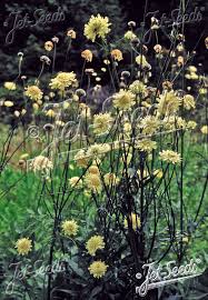 Image result for Cephalaria pungens