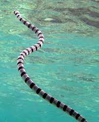 Top 10 Most Poisonous Dangerous Snakes In The World Sea Snake Sea Krait Snake