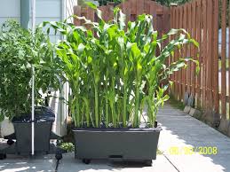We did not find results for: Divide Up Walls Or Space With Long Troughs Of Sweetcorn Then Eat It Crops The Same Year From Seed Bucket Gardening Growing Corn Container Gardening