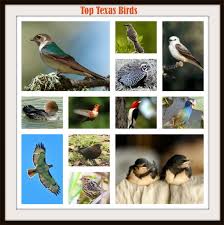 The bluebonnet is the texas state flower. Texas Birds Top 14 Birds Of Texas Texas Birds Identification