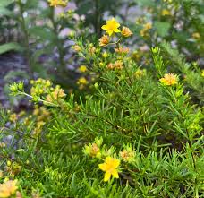 Image result for Hypericum lalandii