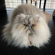Feeling Fluffy And Fabulous Happy Hump Day From Libbyjoykitty Persiancat Persidskie Koshki Milye Kotiki Pushistye Kotyata