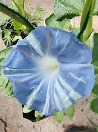 Image result for Ipomoea shirambensis