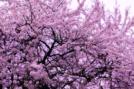 The kwanzan cherry tree's best feature is its enormous bundles of large double pink blossoms. Identifying Flowering Trees In Pa Trees Shrubs Stauffers