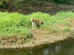 Mumbai: Tiger Safari at Sanjay Gandhi ...