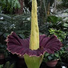 Due to its odor, like that of a rotting corpse, the titan arum is characterized as a carrion flower, and is also known. How To Grow A Corpse Flower Dengarden