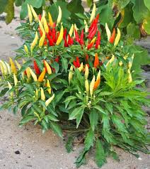 Meskipun dalam urutan, tanaman padi menepati nomer ketiga setelah gandum dan jagung. Chilis Vorziehen Pflanzen Pflegen Anbauen Chilli Pflanzen Pflanzen Chili Anbauen