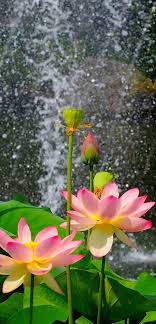 Best high definition natural wallpaper free download hd. Nature Flower Garden Wild Pink Hd 1080x2244