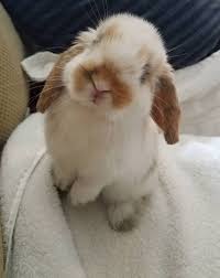Conejitos Famosos Conejitos Famosos In 2020 Baby Animals Pictures Cute Baby Bunnies Cute Baby Animals