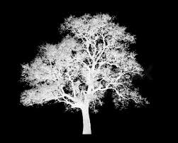 With these tree png images, you can directly use them in your design project without cutout. Desembaralhe Black Background Tree