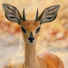 Camels store fat in the hump, not water. Hiba Q Fatimahibaq Twitter