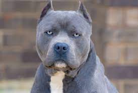 The blue pit is no different from other pit bulls, and it's becoming popular among breeders, but it's still rare to find. Blue Nose Pitbull Get Complete Guide On These Dog Breed