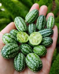 In order to set fruit, pollen from the male flowers must make its way to the female flowers. How To Grow Cucamelons Mexican Sour Gherkins Homestead And Chill