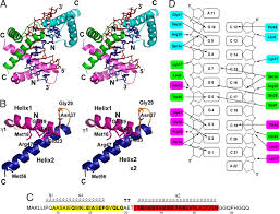 We did not find results for: Structure Of A Protein Dna Complex Essential For Dna Protection In Spores Of Bacillus Species Pnas