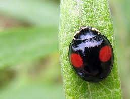 Black And Red Dot Ladybug Black Ladybug With Red Spots At Eaton Canyon Black Ladybug Ladybug Cool Bugs