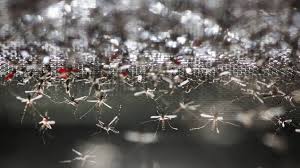 Definition, rechtschreibung, synonyme und grammatik von 'malariamücke' auf duden online nachschlagen. Gene Drives Darf Der Mensch Die Malaria Mucke Ausrotten Archiv