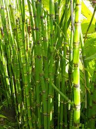 It has unique tubular jointed stems. Equisetum Hyemale Rough Horsetail Devon Pond Plants