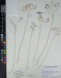 Image result for Hugonia elliptica