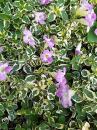 Image result for Asystasia intrusa