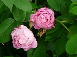 Per la cottura vi suggeriamo di presenta una testa massiccia ricoperta di creste ossee e spine, appiattita e allargata, di forma ovale, così come la parte anteriore del corpo; Valentina E Le Sue Rose 2018