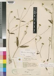 Image result for Bothriocline laxa