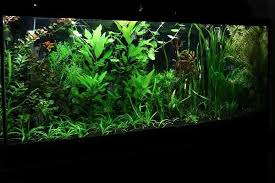 Black Diamond Sand Tanks Thread With Several Pictures Of People Who Used Just Blasting Sand As A Substrate And Planted Aquarium Sand Tank Succulent Terrarium