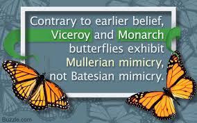 Batesian Mimicry Vs Mullerian Mimicry