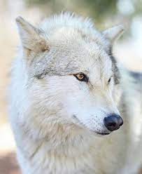 Pretty Wolf Portrait Wolf Dog Wolf World Animals