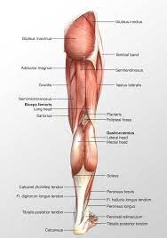 Human muscle system, the muscles of the human body that work the skeletal system, that are under voluntary control, and that are concerned with movement, posture, and balance. Leg Posterior Muscles 3d Illustration
