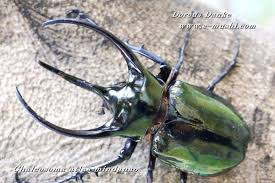 「アトラスオオカブト」の画像検索結果