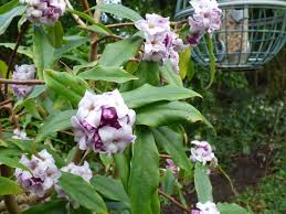 We did not find results for: Winter Flowering Shrub With A Wonderful Fragrance Daphne Odora Winter Daphne We Are Out In The Garden