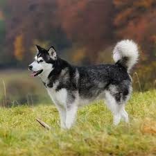 190 popular and ideal alaskan malamute dog names 8 in 2020 malamute dog alaskan malamute malamute