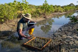 What impact do community-led mangrove restoration projects have on coastal resilience?