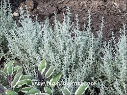 Image result for Helichrysum nitens
