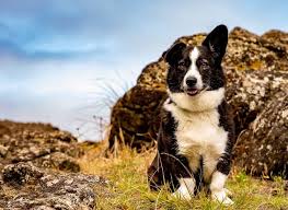 We did not find results for: 8 Border Collie Mixes Your A To Z Guide Of Collie Mix Breeds All Things Dogs All Things Dogs