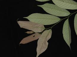 Image result for Friesodielsia