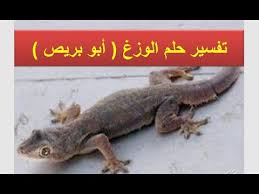 تفسير حلم الوزغ او ابو بريص او البرص او الطيطار او البريعصي في المنام لابن سيرين Youtube