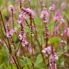 Image result for Persicaria