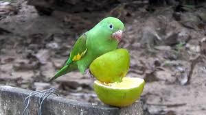 Also, you need a very large cage to keep more parakeets for the company. Yellow Chevroned Parakeet Eating Orange Brotogeris Chiriri Periquito De Encontro Amarelo Youtube