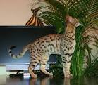 F4 Savannah Cat | Select Exotics - Savannah Cats
