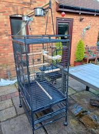 One of the best things about having an African Gray is that even when I  feel disparic, and even though disparic is not a word, my bird friend can  make me smile,