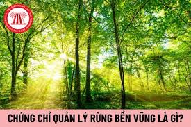 Chứng chỉ quản lý rừng bền vững là gì? Chủ rừng được cấp chứng chỉ quản lý  rừng bền vững trong nước hoặc quốc tế khi nào?