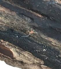 Image result for Berkheya johnstoniana