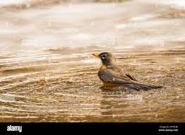 Robin, ein Bad im Teich, Niederlande Stockfotografie